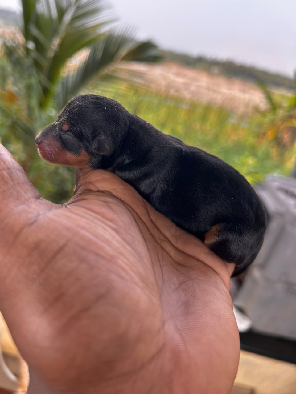 Puppies Moment